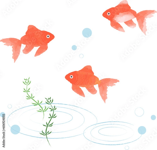 Fototapeta 金魚のイラスト