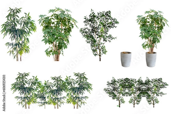 Obraz 観葉植物の切抜き（背景透過）