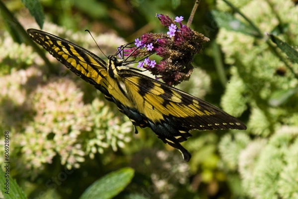 Obraz Eastern Tiger Swallowtail