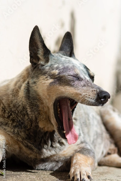 Obraz cute dog yawning