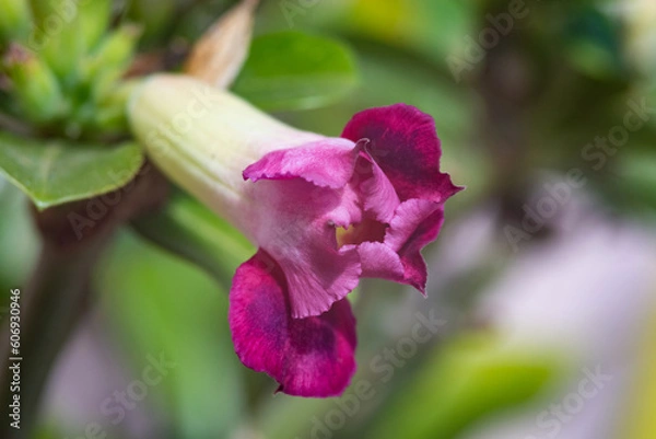 Obraz desert rose blooming
