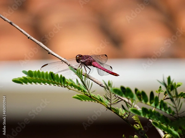 Obraz Red dragon fly on a branch