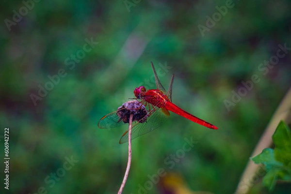Obraz Beautiful Red Dragonfly (Erythemis simplicicollis) on a dry flower in a rainy day