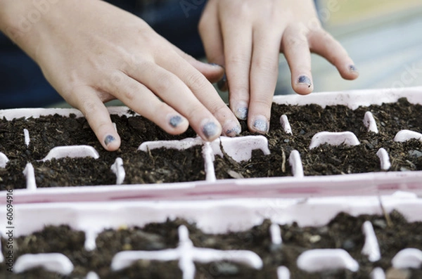 Obraz patting seed in place