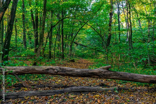 Fototapeta trees in the forest