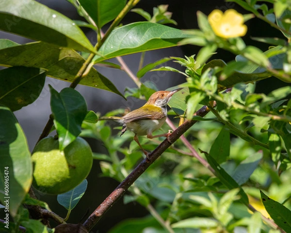 Fototapeta Tailor bird