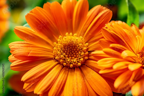 Obraz orange calendula close up