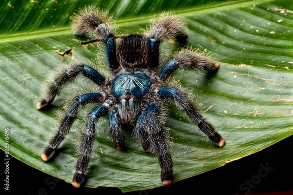 Fototapeta Pinktoe tarantula (Avicularia avicularia)