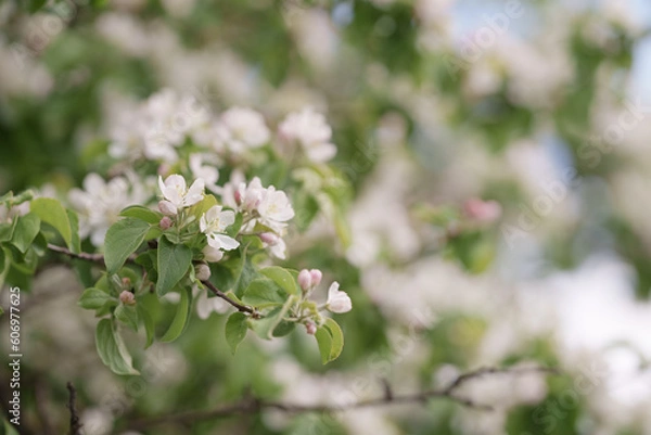 Fototapeta Apple tree blossom with white flowers