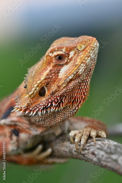 Fototapeta Close up of The central bearded dragon, Pogona vitticeps, also known as the inland bearded dragon, is a species of agamid lizard found in a wide range of arid to semiarid regions