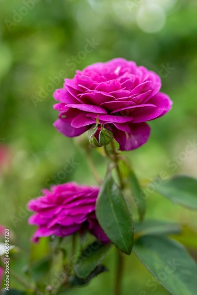 Fototapeta 親子のような薔薇