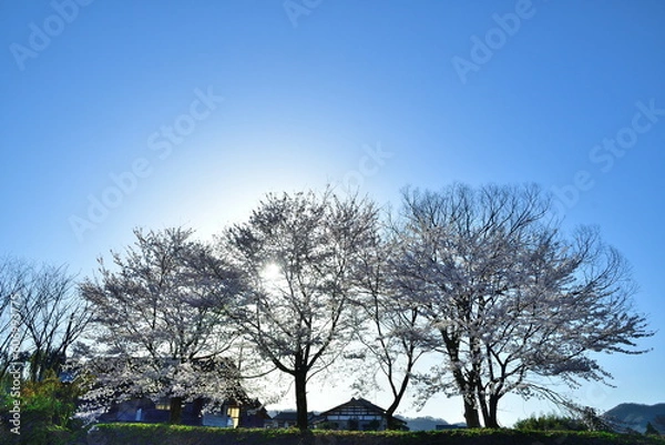 Fototapeta 日本家屋と桜（新潟県）