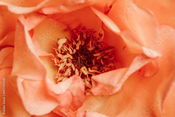 Obraz orange flower macro