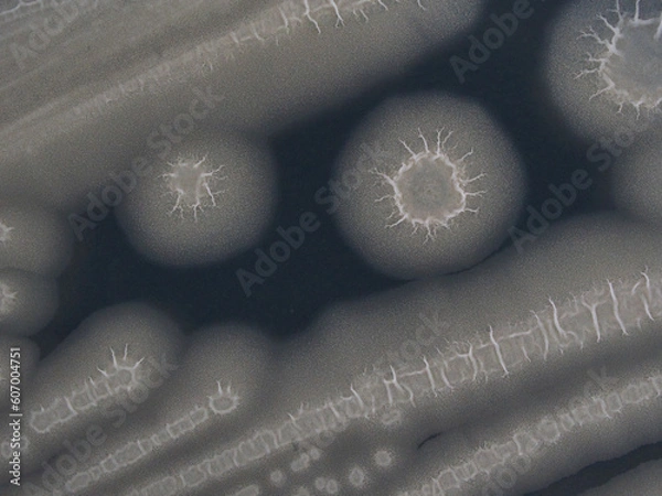 Fototapeta 納豆菌のコロニー