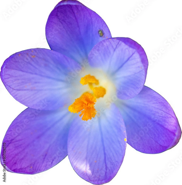 Obraz fiore di campo crocus