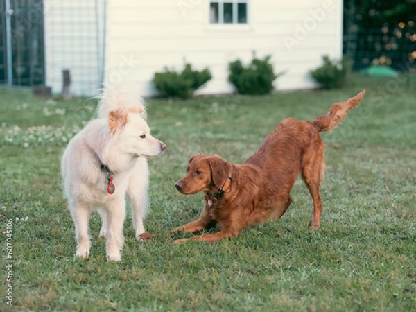 Obraz two dogs playing