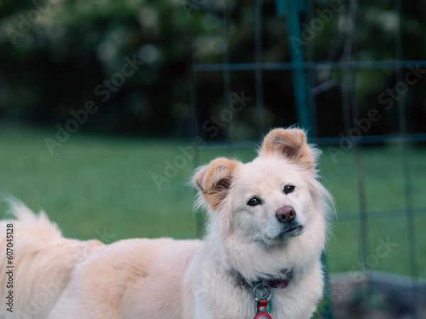 Obraz dog on the grass