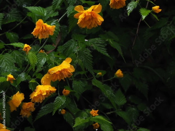 Fototapeta 黄色の花