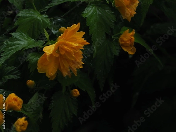 Fototapeta 黄色の花