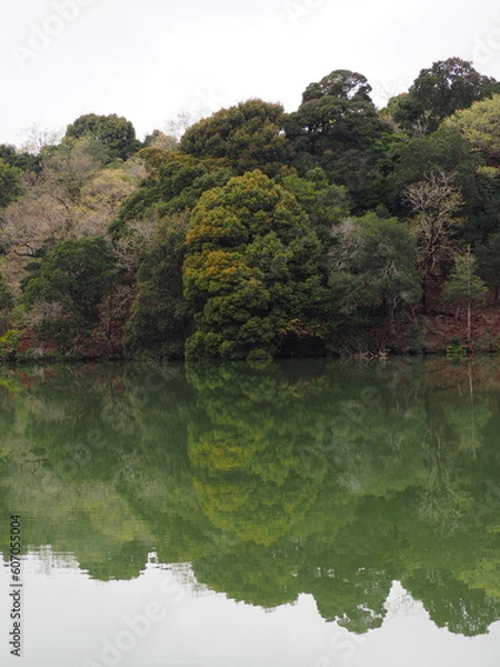 Fototapeta 森とリフレクション