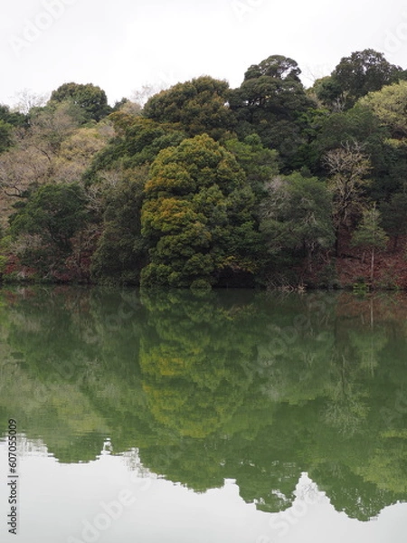 Fototapeta 森とリフレクション