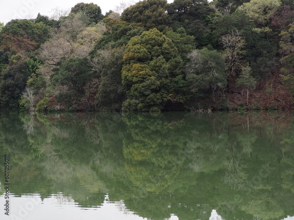 Fototapeta 森とリフレクション