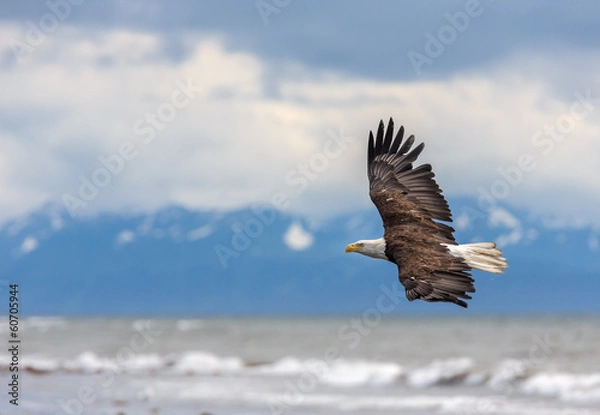 Obraz American Bald Eagle at Alaska