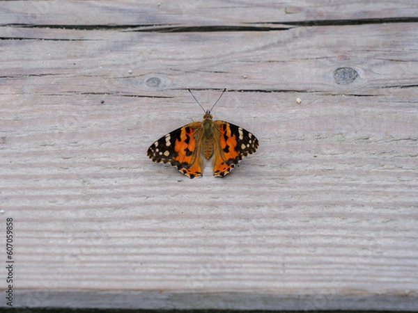 Obraz farfalla arancione