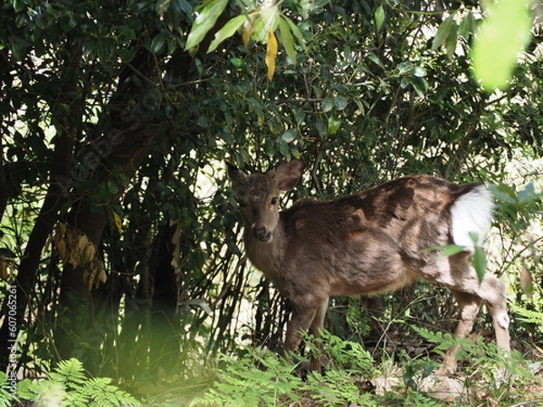 Fototapeta 野生のシカ