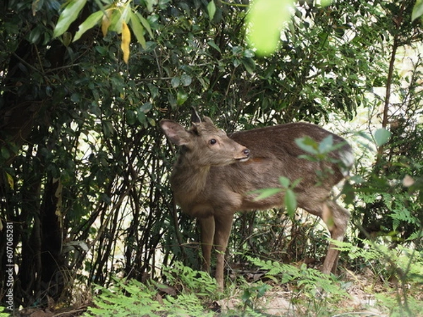 Fototapeta 野生のシカ