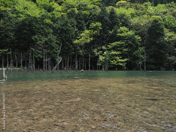 Fototapeta 湖と木