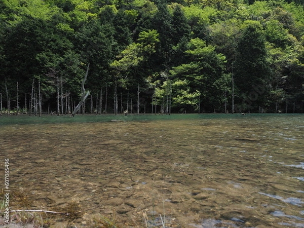 Fototapeta 湖と木