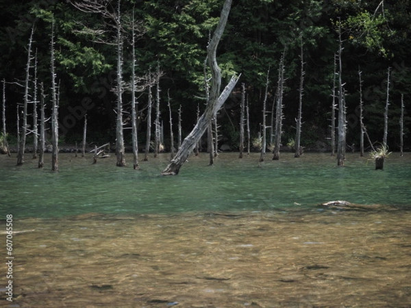 Fototapeta 湖と木