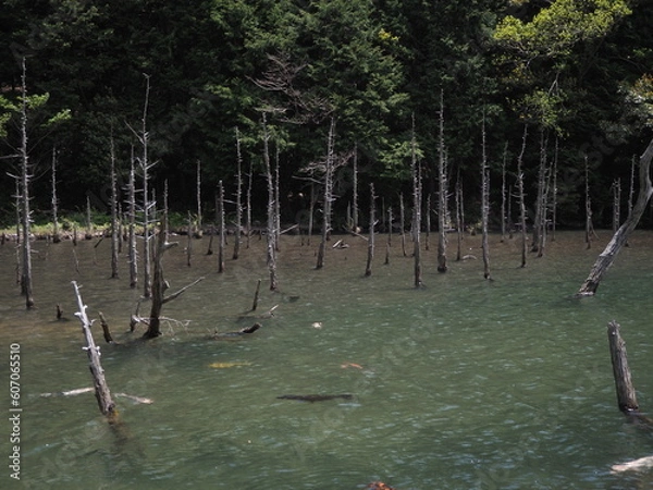 Fototapeta 湖と木