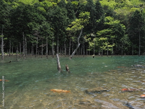 Fototapeta 湖と木