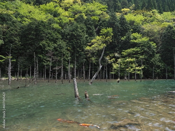 Fototapeta 湖と木