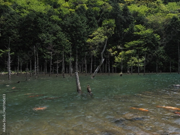 Fototapeta 湖と木