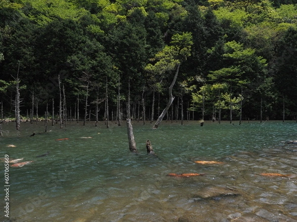 Fototapeta 湖と木