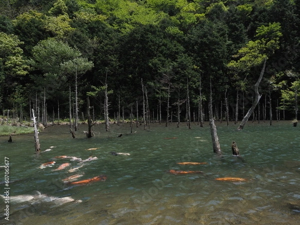 Fototapeta 湖と木
