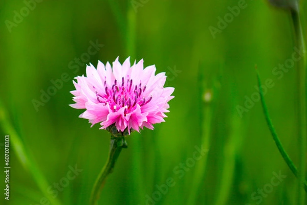 Fototapeta 緑中のピンク