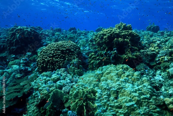 Fototapeta texture coral underwater reef background sea