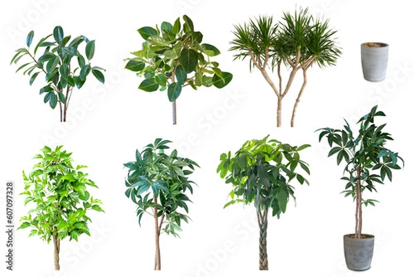 Obraz 観葉植物の切抜き集（背景透過）