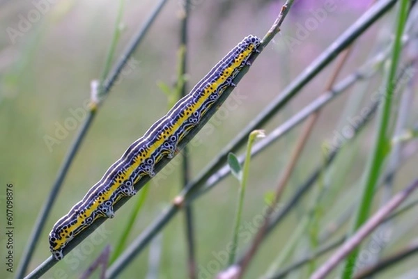 Obraz apopestes spectrum caterpillar
