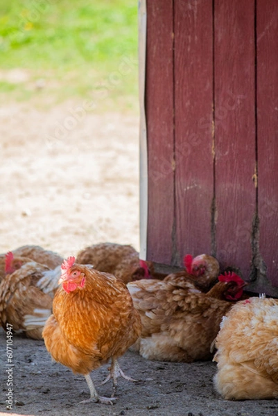 Obraz hen and chickens