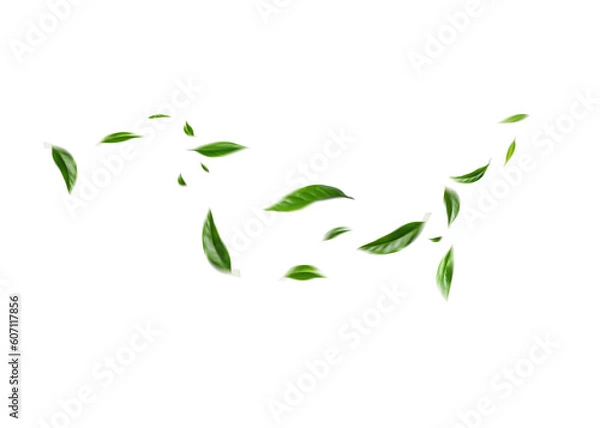 Fototapeta Flying green leaves on transparent background. Fresh spring foliage. Environment and ecology backdrop