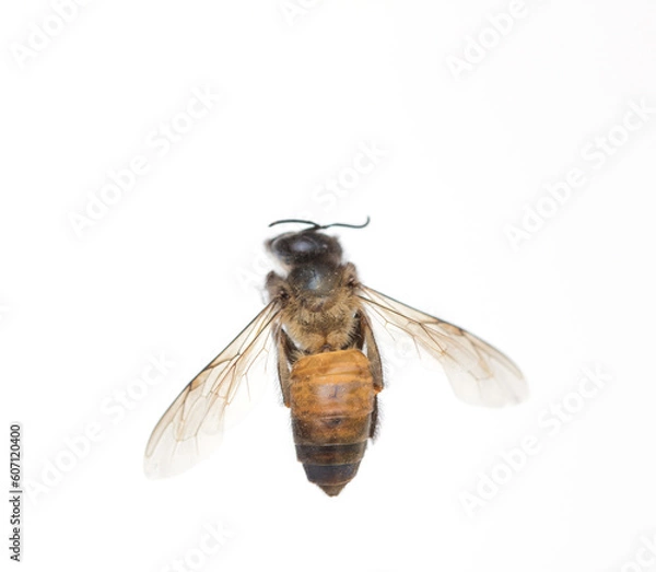 Obraz Close up bee isolated on white background