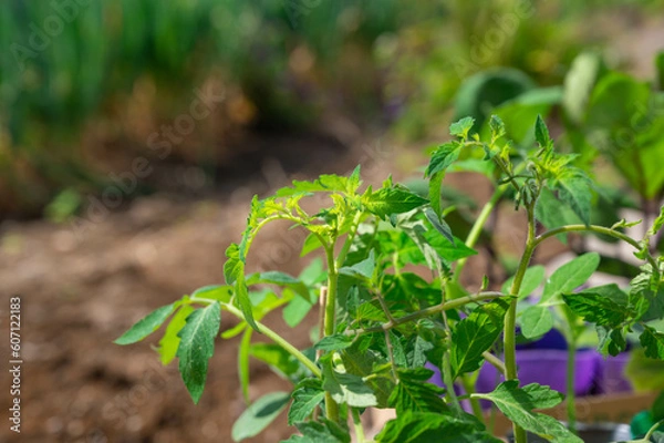 Fototapeta ミニトマトの苗
