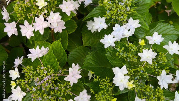 Obraz 白のアジサイ/品種：ダンスパーティ