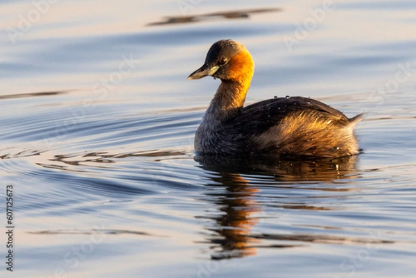 Fototapeta Little Grebe (Tachybaptus ruficollis capensis) (Kleindobbertjie) in Rietvlei Nature Reserve