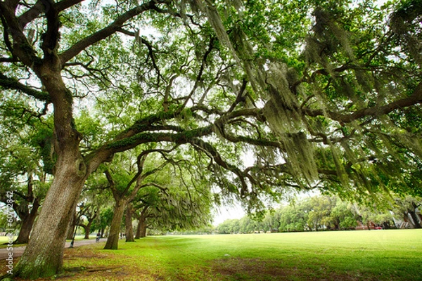 Obraz Savannah Oaks